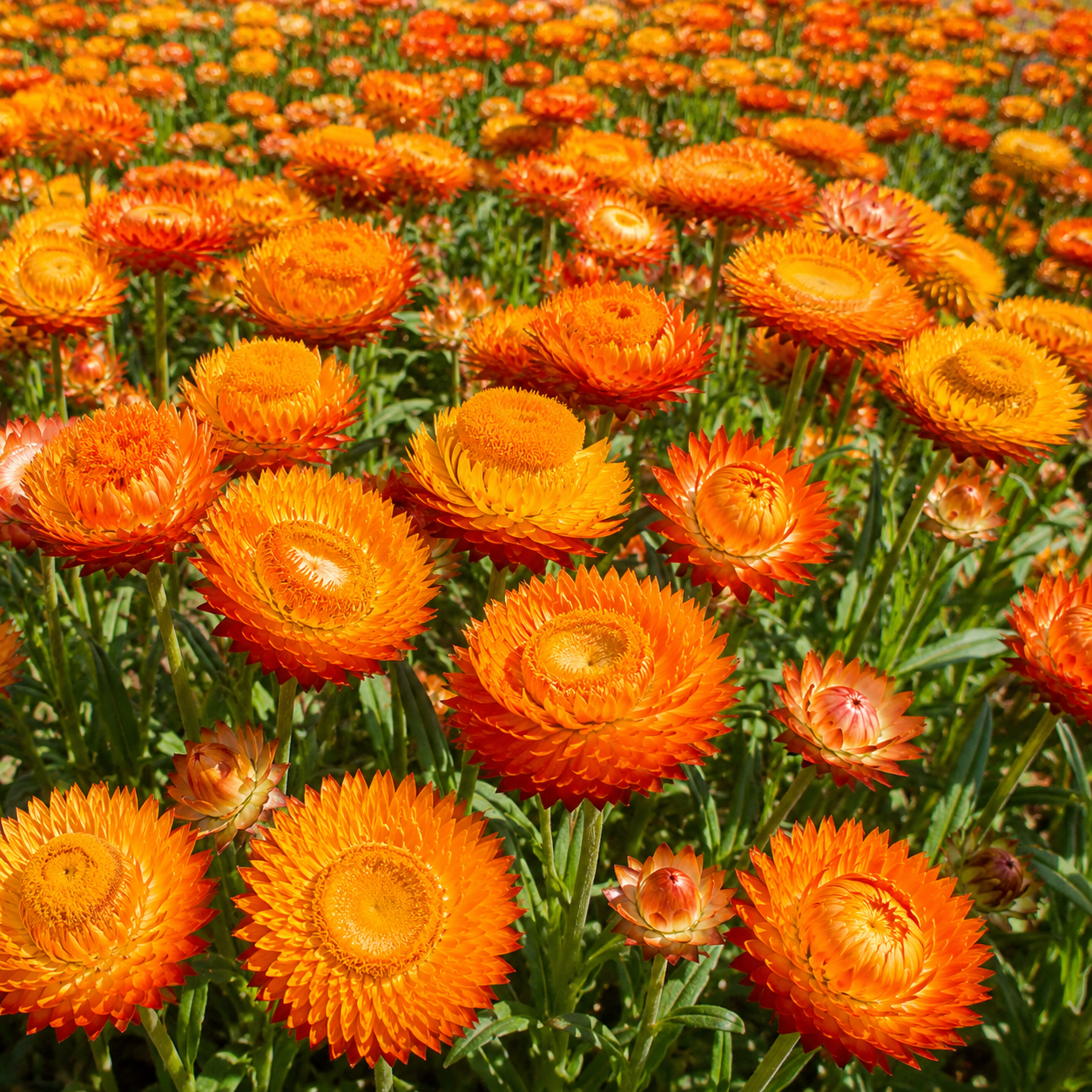 50 Strawflower Seeds for Planting, Non GMO, Fast Growing, Tall Sturdy Stems, Unique Multi-Color Everlasting Blooms, Ideal for Borders & Backyard Gardens