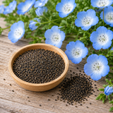 600 Baby Blue Eyes Nemophila Seeds, Non GMO, Heirlooms, Fast Growing, Wildflower Seeds for Pollinator Gardens & Baskets