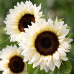 60 White Nite Sunflower Seeds for Planting, Non-GMO, Easy to Grow, Fast Growing, Single-Stem Hybrid Sunflower Seeds, Perfect Unique Gift, Ideal for Borders & Outdoor Spaces