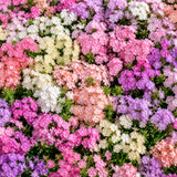 900 Pastel Shades Mix Phlox Seeds, Non GMO, Easy to Grow, Soft Pastel Flowers for Pots, Containers, and Window Boxes