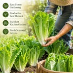 1500 Romaine Lettuce Seeds - Parris Island Cos, Non GMO, Heirloom, Easy to Grow, Delicious Crisp Crunchy Greens, Ideal for Raised Beds, Containers & Gardens