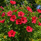 2 Red Hibiscus Althea Live Plants for Planting | 10-12 Inch Tall | Red Flowering Rose of Sharon Trees for Outdoor Gardens & Privacy Screens