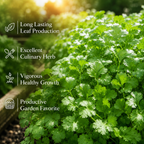 450 Slow Bolt Cilantro Seeds, Non-GMO Coriandrum sativum Seeds, High-Yielding, Heat Tolerant Edible Herb Seeds for Indoor, Outdoor Garden