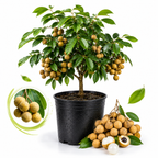 Longan Kohala Live Plant | Air Layer Tree |30-36 Inches Tall | Sweet Longan Variety| Easy to Grow Tropical Tree for Home Gardens & Backyards (No Ship to CA,HI,AK)
