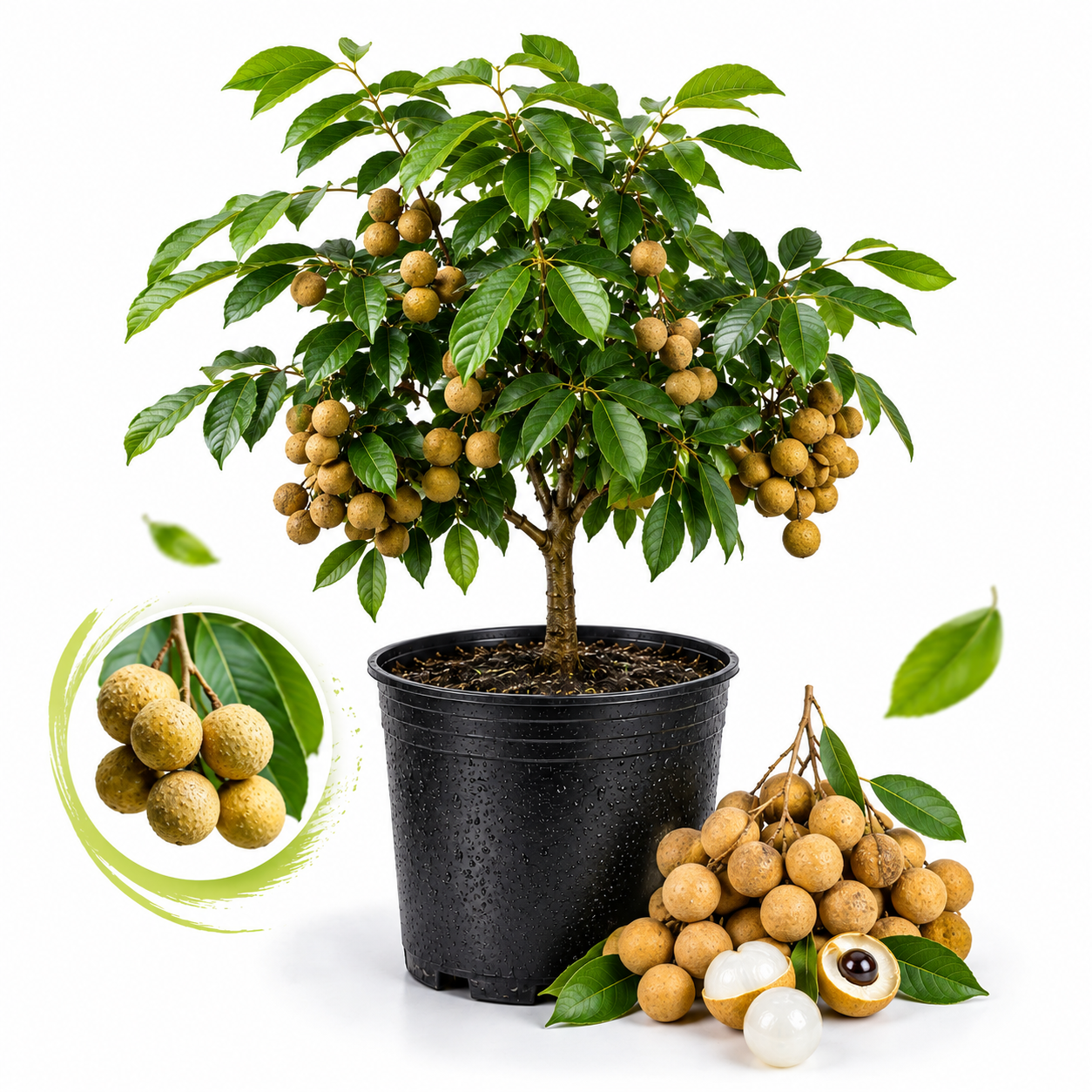 Longan Kohala Live Plant | Air Layer Tree |30-36 Inches Tall | Sweet Longan Variety| Easy to Grow Tropical Tree for Home Gardens & Backyards (No Ship to CA,HI,AK)