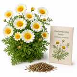 1000 Garland Daisy Seeds for Planting, Non-GMO Glebionis coronaria Seeds, Annual Flower Seeds, Vibrant Edible Shungiku Crown Daisy, Perfect Unique Seed Gift for Gardeners
