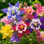 120 Pcs McKana Giant Columbine Seeds for Planting, Non GMO, Aquilegia hybrida Seeds, Perennial, Giant Multi-Color Flower for Shade Gardens and Yard Borders