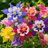 360 Pcs McKana Giant Columbine Seeds for Planting, Non GMO, Aquilegia hybrida Seeds, Perennial, Striking Elegant Blooms for Gardens, Borders & Patios