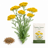 500 Golden Yarrow Seeds, Non GMO, Hardy, Drought Tolerant Native Flower, High-Yielding Achillea Groundcover for Rock Gardens