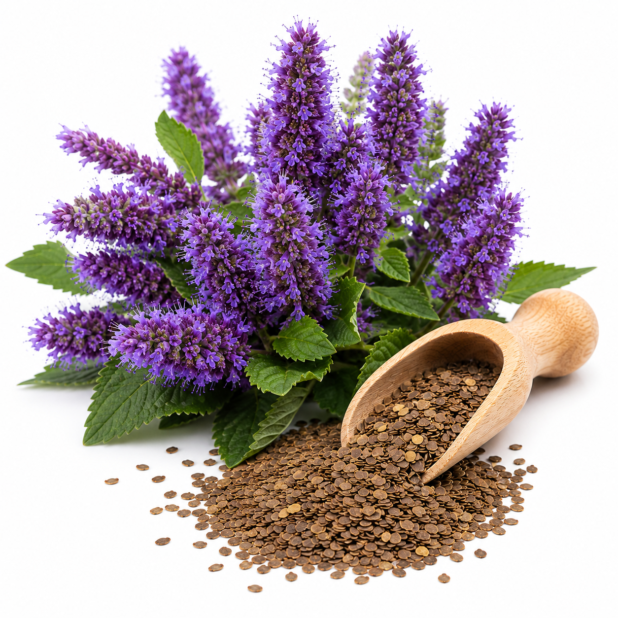 250 Anise Hyssop Seeds, Non GMO, Easy to Grow, Fragrant Seasonal Blooms, Flower Seeds for Outdoor Garden Planting