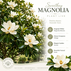 Sweetbay Magnolia Plant, 3 Feet Tall in 3 Gallons Pot, Vigorous Flowering Shrub for Backyard Gardens & Patios, Elegant White Blossoms & Semi-Evergreen Foliage