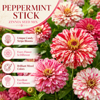 25 Peppermint Stick Zinnia Seeds Mix, Non GMO, Easy to Grow, High-Yielding Splattered Stripe Blooms for Eye-Catching, Ideal for Pots & Garden Borders