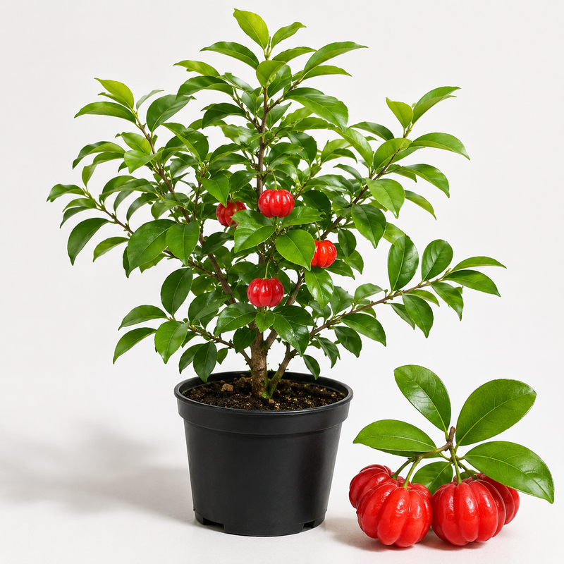 Surinam Cherry Tree for Planting 2.5–3 Ft | 3 Gallon Pot Live Cherry Plant | Compact Tropical Fruit Tree for Backyard, Outdoor, and Container Growing (No Ship to CA,HI,AK)