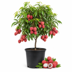 Live Sweetheart Lychee Tree | 3 Gallon Pot | Large 30-36" Tall Tropical Shrub | Heart-Shaped Lychee Fruit Tree | Well-Rooted Plant (No Ship to CA,HI,AK)