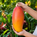 Valencia Pride Yellow Mango Plant 2.5–3 Ft | Live Mango Fruit Tree | Fast-Growing Tropical Variety for Outdoor Growing & Container Gardening (No Ship to CA, HI, AK)