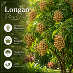 Longan Kohala Live Plant | Sweet Fruit Tree | Large Plant 30-36 Inches Tall | Well Rooted | Easy to Grow (No Ship to CA,HI,AK)