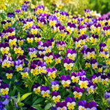 360 Helen Mount Johnny Jump Up Seeds (Viola cornuta), Non GMO, Easy to Grow Perennial, Vibrant Tri-Color Edible Flowers Seeds, for Borders & Gardens