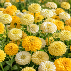 100 Zinnia Seeds Mix, Non-GMO Zinnia elegans, High Yield, Easy to Grow, Vibrant Colorful Flower Mix for Cut Garden