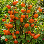 30 Pcs Pumpkin On A Stick Seeds for Planting, Non GMO, Ornamental Eggplant, Long Lasting, Ideal for Pots, Containers, and Gardens