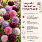 100 Imperial Pincushion Flower Scabiosa Seeds for Planting, Non GMO, Heirloom, Vibrant Multi-Color Double Blooms, Annual Flower Seeds, for Gardens & Landscaping