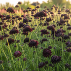 100 Scabiosa Seeds, Non-GMO, Heirloom Pincushion Flower Seeds, Tall and Sturdy Stems with Long-Lasting Elegant Blooms, Ideal for Borders & Backyard Pollinator Gardens
