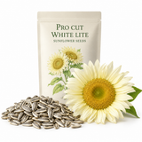60 ProCut White Lite Sunflower Seeds for Planting, Non-GMO, Easy to Grow, Single Stem Sunflower Seeds, Striking Pastel Cream Blooms, Perfect Unique Gift