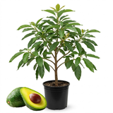 Avocado Live Fruit Tree, 3 Gallon Pot, Vigorous Evergreen Plant for Edible Landscapes, Sturdy Subtropical Shade Tree for Creamy Harvests & Lush Green Foliage (No Ship to CA, HI, AK)