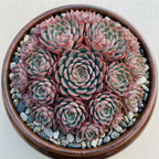 3 Echeveria Minima Succulents Live Plants, Echeveria Succulent Plant in 4 Inch Pot, Low Maintance, Unique Collections for Beginners