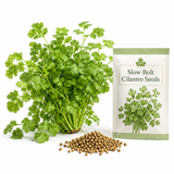150 Slow Bolt Cilantro Seeds, Non-GMO, High Yield, Fast Growing Culinary Herb Seeds, Ideal for Raised Garden Beds