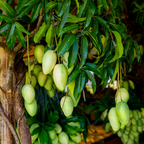 (No Ship to CA, HI, AK) Mun Kun Si Tropical Mango Tree 2.5–3 Ft | Sweet Mango Fruit Tree for Patio, Backyard & Landscape Use