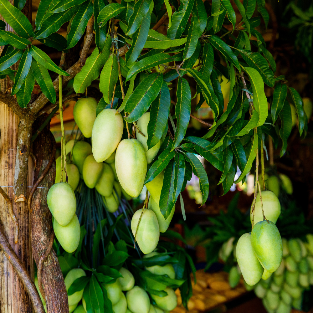 (No Ship to CA, HI, AK) Mun Kun Si Tropical Mango Tree 2.5–3 Ft | Sweet Mango Fruit Tree for Patio, Backyard & Landscape Use