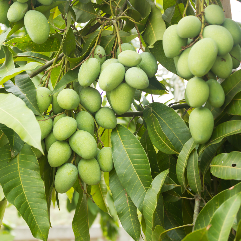 (No Ship to CA, HI, AK) Mun Kun Si Tropical Mango Tree 2.5–3 Ft | Sweet Mango Fruit Tree for Patio, Backyard & Landscape Use