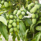 (No Ship to CA, HI, AK) Mun Kun Si Tropical Mango Tree 2.5–3 Ft | Sweet Mango Fruit Tree for Patio, Backyard & Landscape Use