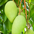(No Ship to CA, HI, AK) Mun Kun Si Tropical Mango Tree 2.5–3 Ft | Sweet Mango Fruit Tree for Patio, Backyard & Landscape Use