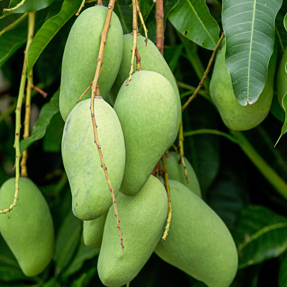(No Ship to CA, HI, AK) Mun Kun Si Tropical Mango Tree 2.5–3 Ft | Sweet Mango Fruit Tree for Patio, Backyard & Landscape Use