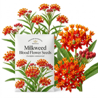 100 Pcs Non-GMO Blood Flower Milkweed Seeds, Heirloom Tropical Floral for Planting, Fast-Growing Plants for Bright Sunlit Gardens
