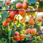 (No Ship to CA,HI,AK) Apricot Tree, Established 3 Gallon Pot, Low Maintenance Deciduous Shade Tree for Homeowners, Resilient Cold-Hardy Plant for Edible Landscapes & Sweet Summer Harvests