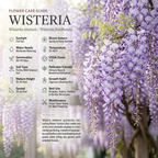 10 Pcs Wisteria Seeds for Planting, Cold-Hardy Non-GMO Floral Vines for Outdoor Gardens, Sturdy Woody Growth