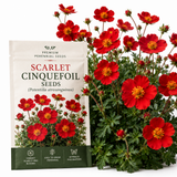 600 Pcs Scarlet Cinquefoil Seeds, Vigorous, Cold-Hardy Perennial Plants, Grow Robust Red Blooms for Ground Cover, Patios & Outdoor Landscapes
