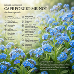 600 Pcs Cape Forget Me Not Seeds, Vigorous, Cold-Hardy Plants, Grow Robust True Blue Blooms for Edging, Rock Gardens & Outdoor Landscapes