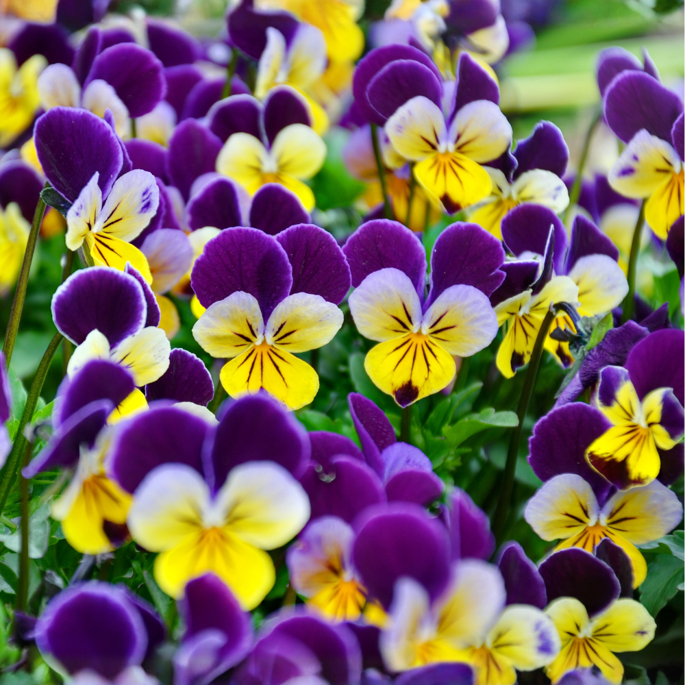 50 Viola Seeds, High Germination Sorbet Series Mix for Planting, Robust Low Maintenance Colorful Flowers for Sunlit Yard Borders & Pots
