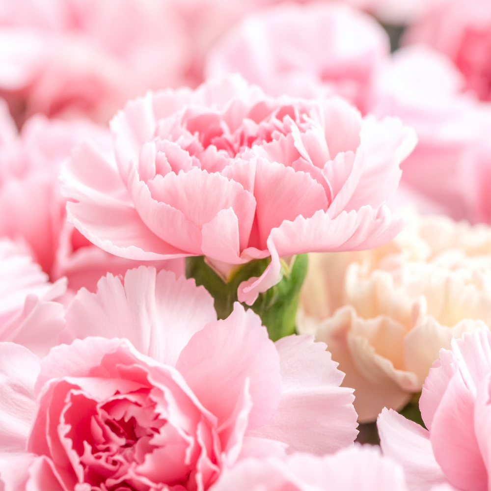 200 Pcs Carnation Seeds, Heirloom Chabaud Carnation Double Blooms, Sturdy Cold-Hardy Plants for Captivating Landscapes