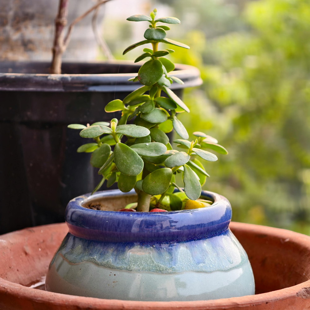 2 Succulents Plants Live Jade Plant Crassula Ovata, Live Mini Succulents Plants in 2 Inch Pot, Low Maintance, Unique Collections for Beginners