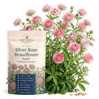 75 Pcs Silver Rose Strawflower Seeds, Vigorous, Heat-Tolerant Plants, Grow Robust Papery Blooms for Outdoor Landscapes