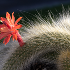 Monkey Tail Cactus Live Plant, 4 Inch Pot, Potted Cleistocactus Colademononis, Unique Fuzzy Hanging Cactus for Home and Office Décor