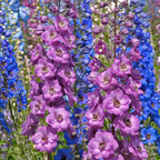 500 Larkspur Imperial Seeds, High Germination Giant Imperial Mix for Planting, Low Maintenance Tall Flowers for Sunlit Yard Borders