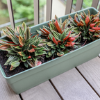 Peperomia Napoli Nights, Peperomia Plant Live in 2 Inch Pot, Rare Plants Live Houseplants for Desk Decor, Shelves and Small Spaces