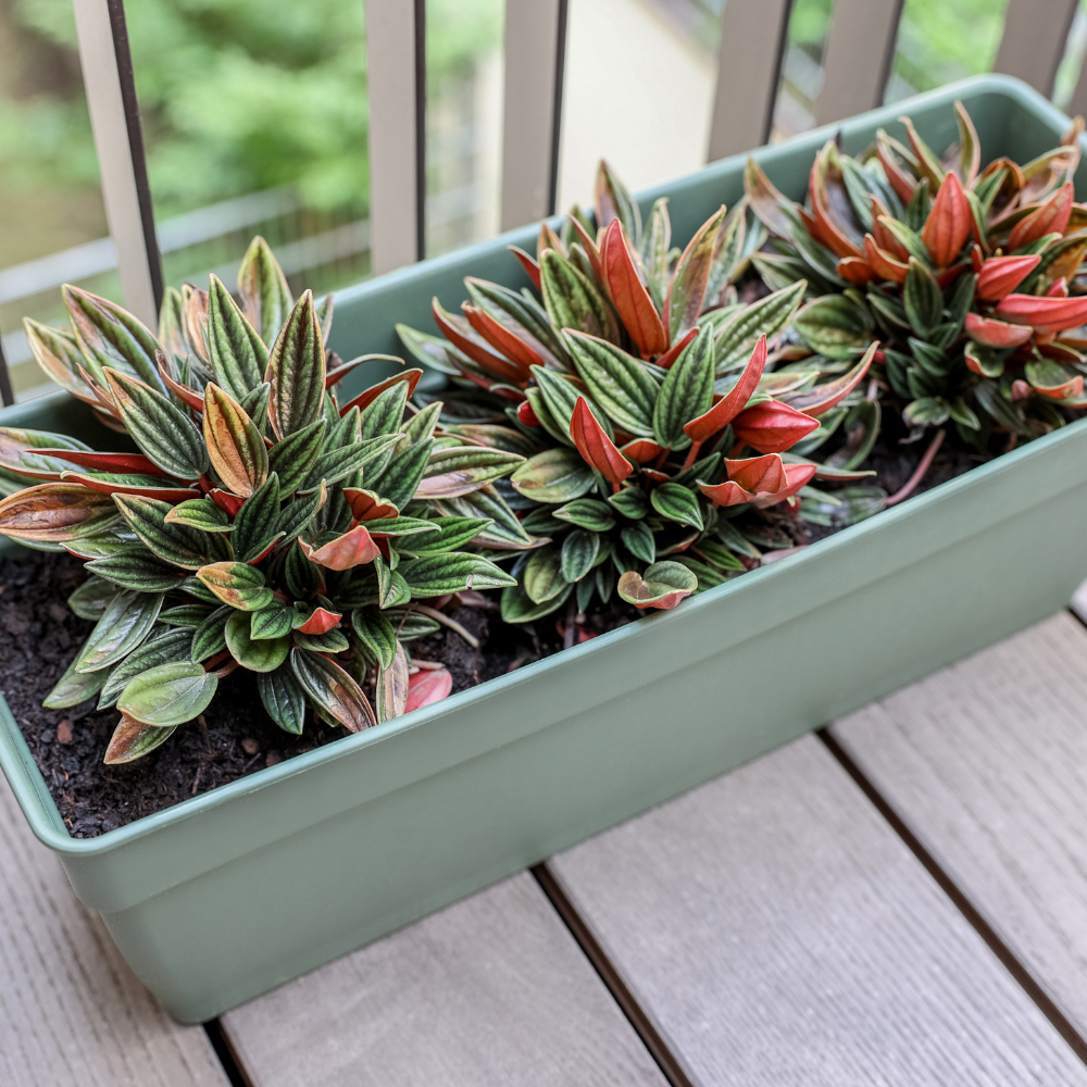 Peperomia Napoli Nights, Peperomia Plant Live in 2 Inch Pot, Rare Plants Live Houseplants for Desk Decor, Shelves and Small Spaces