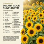 Heirloom Dwarf Sunflower Seeds, Drought-Resistant Compact Plants, Large Yellow Blooms for Stunning Summer Decor (90 Pcs)