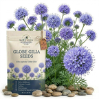 200 Pcs Globe Gilia Flower Seeds, Heirloom Blue-Headed Flowers for Planting, Fast-Growing Plants for Bright Sunlit Gardens